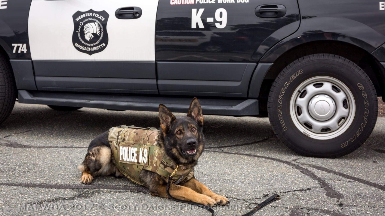 Nachtwaechter German Shepherds K9 Vest Sponsorship