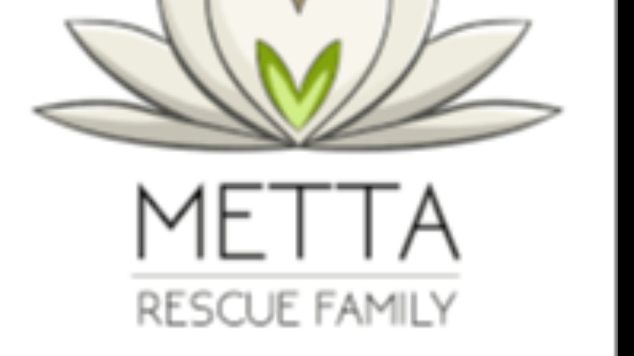 Support METTA Rescue Family: Give a Second Chance to Dogs in Need