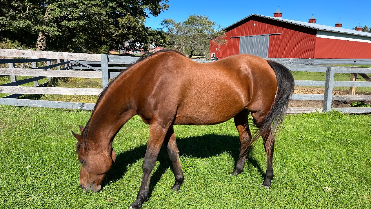 My EQUINE CO-THERAPIST, Beyah Bey & Dr. Wendy Stephens