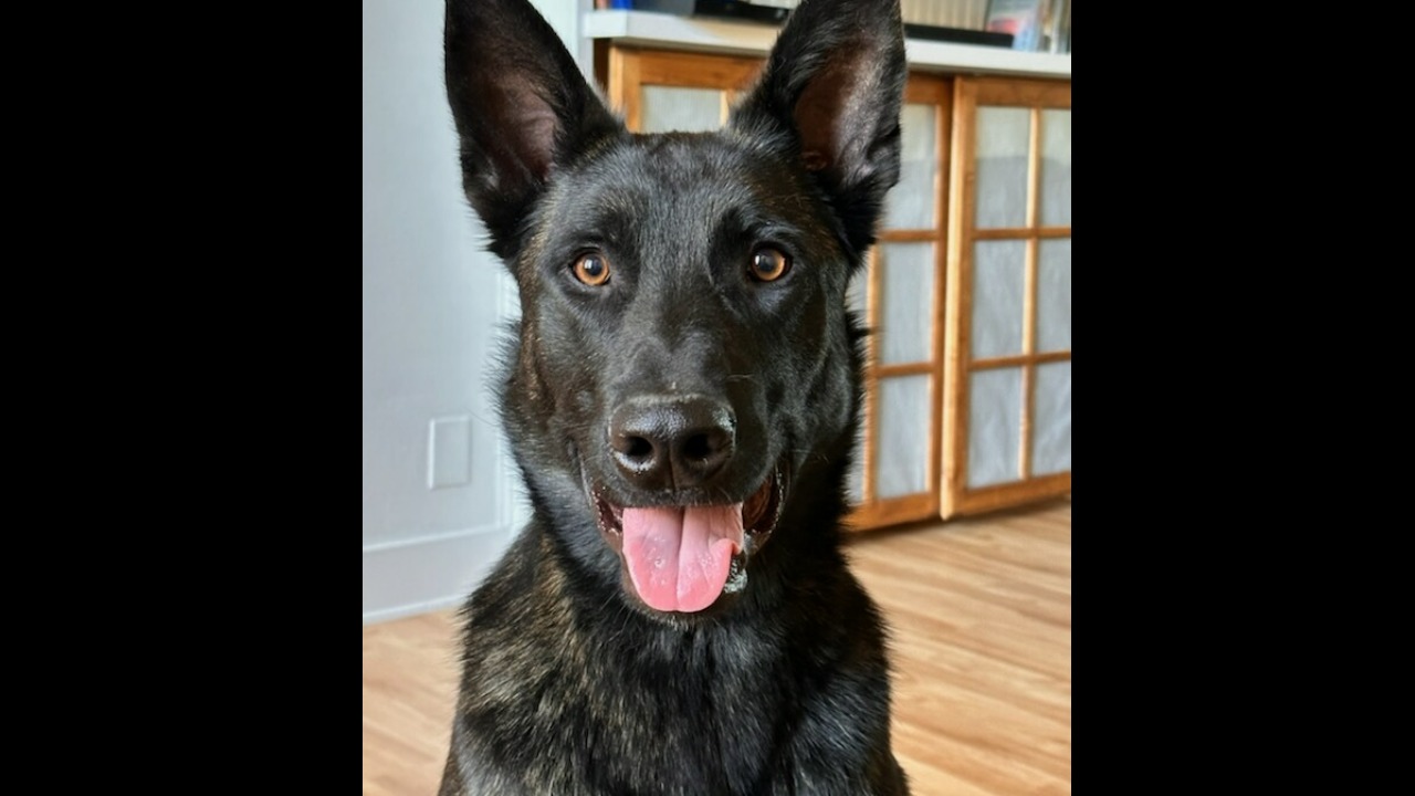 Talty Texas Police K9 Program